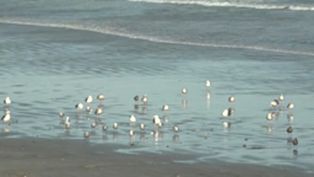 LA BOCANA BCS MEXICO-2022: Seabirds Wading in Shallow Ocean Water on a Beach