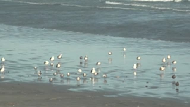 LA BOCANA BCS MEXICO-2022: Seabirds Wading in Shallow Ocean Water on a Beach
