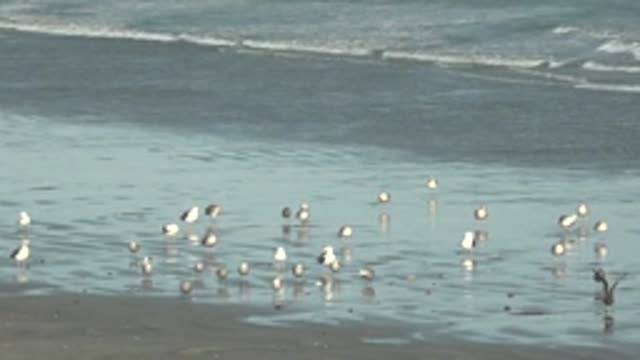 LA BOCANA BCS MEXICO-2022: Seagulls on a Sandy Beach with Gentle Ocean Waves