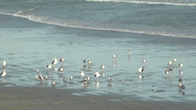 LA BOCANA BCS MEXICO-2022: Seagulls Wading in Shallow Ocean Water on a Beach