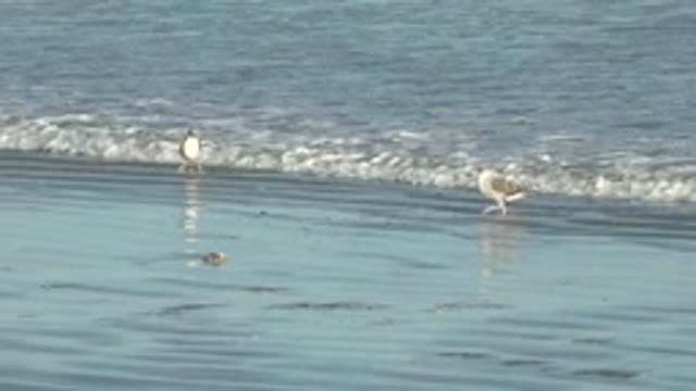 LA BOCANA BCS MEXICO-2022: Seagulls Moving Along the Receding Ocean Shore