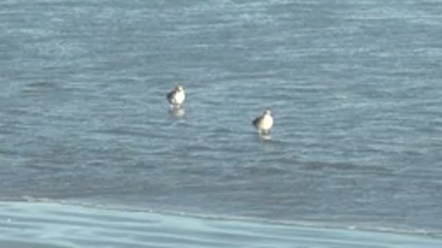 LA BOCANA BCS MEXICO-2022: Two Seagulls Wading in Shallow Coastal Water