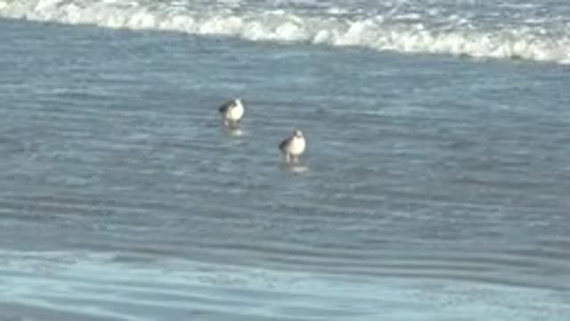 LA BOCANA BCS MEXICO-2022: Two Seagulls Wading in Shallow Ocean Water