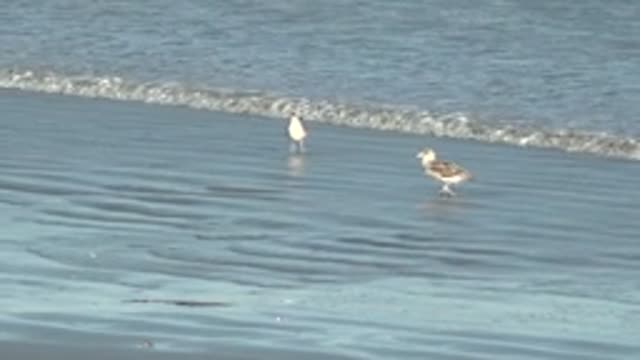 LA BOCANA BCS MEXICO-2022: Two Seagulls Wading in Shallow Ocean Water