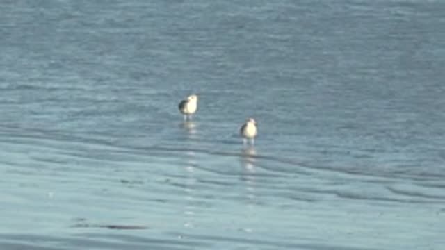 LA BOCANA BCS MEXICO-2022: Two Seagulls Standing in Shallow Water