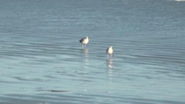 LA BOCANA BCS MEXICO-2022: Two Seagulls in Shallow Water As Wave Approaches