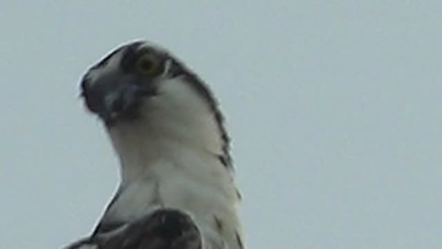 MULEGE BCS MEXICO-2022: Raptor Turning Head Against Clear Sky