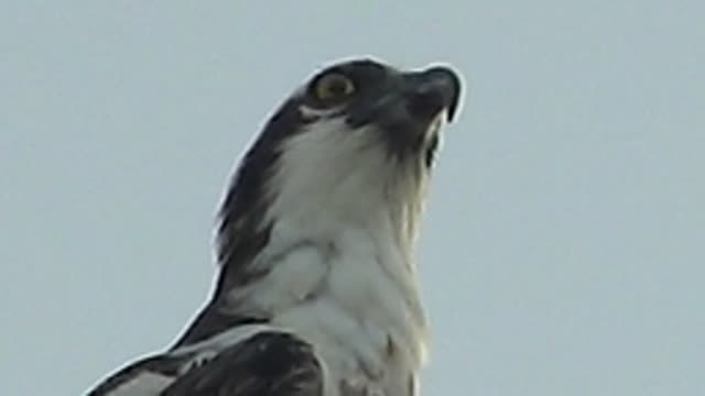 MULEGE BCS MEXICO-2022: Hawk Preening and Adjusting Head