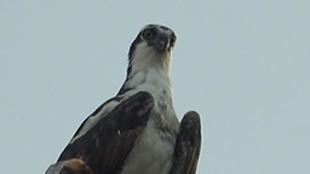 MULEGE BCS MEXICO-2022: Hawk Perched, Head Turning and Observing
