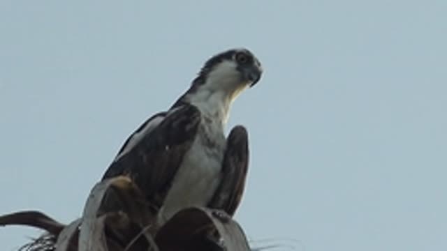 MULEGE BCS MEXICO-2022: Osprey Perched on Palm Tree Adjusting Head