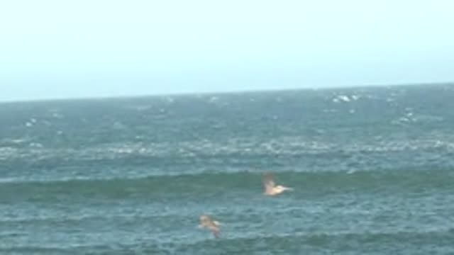 LA BOCANA BCS MEXICO-2022: Pelicans Flying Over Ocean Waves