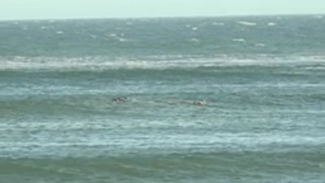 LA BOCANA BCS MEXICO-2022: Pelicans Flying and Diving Over Ocean Waves
