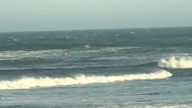 LA BOCANA BCS MEXICO-2022: Seabirds Soaring Over Churning Ocean Waves