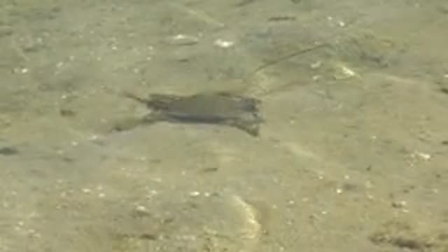 GUERRERO NEGRO BCS MEXICO-2022: Crab Moving Across Shallow Sandy Seabed