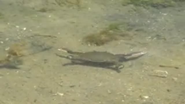 GUERRERO NEGRO BCS MEXICO-2022: Underwater Crab Moving Across Sandy Seabed