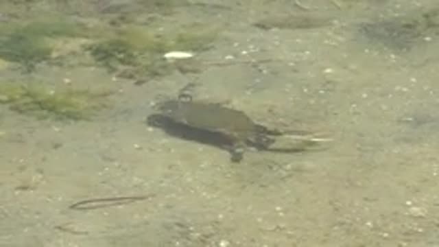 GUERRERO NEGRO BCS MEXICO-2022: Underwater Crab Moving Across Sandy Seabed