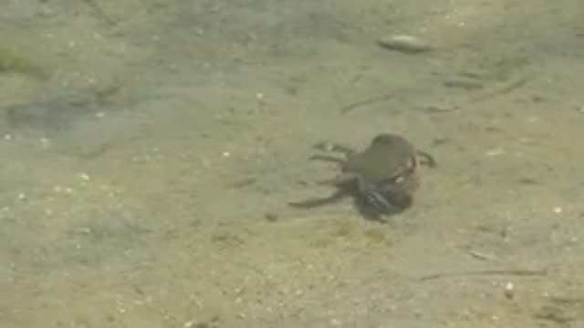 GUERRERO NEGRO BCS MEXICO-2022: Turtle Crawling in Shallow Clear Water