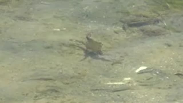 GUERRERO NEGRO BCS MEXICO-2022: Crabs Crawling in Shallow Clear Water