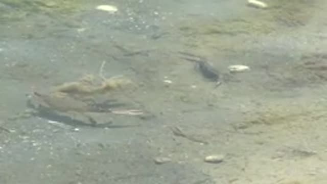 GUERRERO NEGRO BCS MEXICO-2022: Crabs Moving in Shallow Clear Water