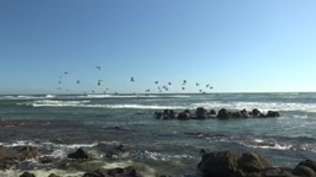 LA BOCANA BCS MEXICO-2022: Seabirds Flying over Rocky Shoreline and Ocean Waves