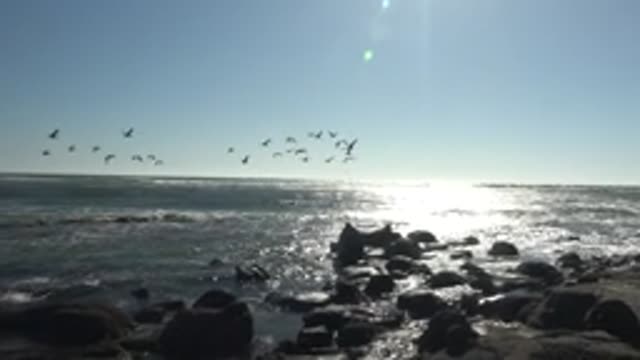 LA BOCANA BCS MEXICO-2022: Seagulls Flying Over Rocky Ocean Shore