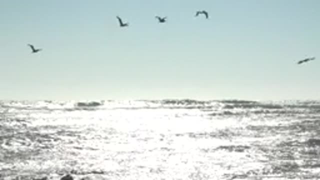 LA BOCANA BCS MEXICO-2022: Seagulls Flying Over Sunlit Ocean Waves