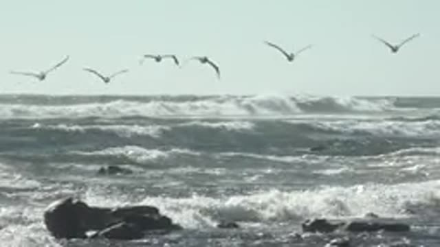 LA BOCANA BCS MEXICO-2022: Seagulls Flying Over Ocean Waves and Rocky Shore