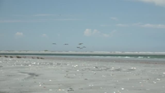 LA BOCANA BCS MEXICO-2022: Seagulls Flying Over Shell-Strewn Beach