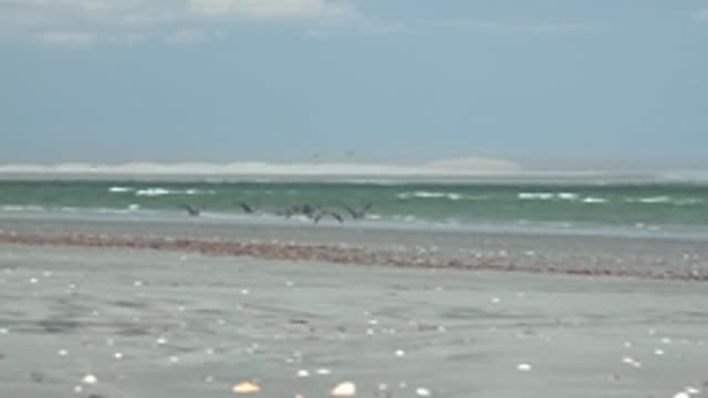 LA BOCANA BCS MEXICO-2022: Flock of Seabirds Flying Along the Ocean Shore