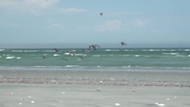 LA BOCANA BCS MEXICO-2022: Flock of Birds Flying Over Sandy Beach and Ocean