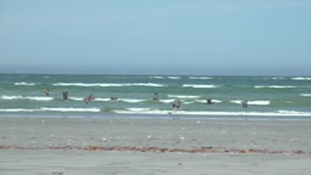 LA BOCANA BCS MEXICO-2022: Pelicans Flying over Sandy Beach and Ocean Waves
