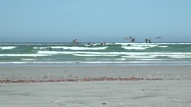 LA BOCANA BCS MEXICO-2022: Flock of Birds Flying over Sandy Beach and Ocean