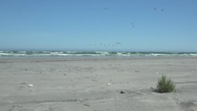 LA BOCANA BCS MEXICO-2022: Beach with Seagulls Flying and Dune Grass Growing