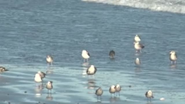 LA BOCANA BCS MEXICO-2022: Seagulls Moving on a Wet Sandy Beach