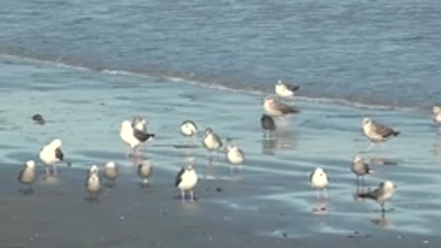 LA BOCANA BCS MEXICO-2022: Flock of Seagulls on Wet Beach Near Ocean