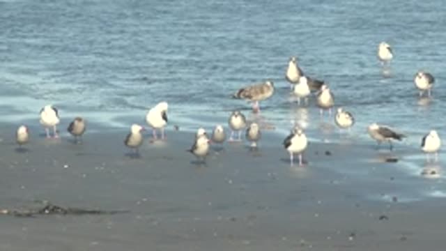 LA BOCANA BCS MEXICO-2022: Seagulls Grooming and Shifting on a Sandy Beach