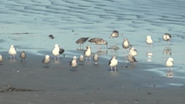 LA BOCANA BCS MEXICO-2022: Seagulls Moving on a Wet Sandy Shore