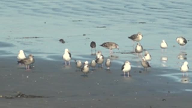 LA BOCANA BCS MEXICO-2022: Flock of Seagulls Shifting Positions on Wet Beach