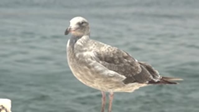GUERRERO NEGRO BCS MEXICO-2022: Seagull with Slight Beak Movement by Calm Water