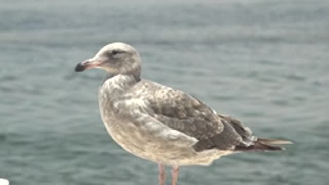 GUERRERO NEGRO BCS MEXICO-2022: Seagull Perched by Calm Water