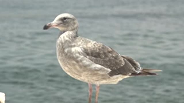 GUERRERO NEGRO BCS MEXICO-2022: Seagull with Slight Head and Beak Movements