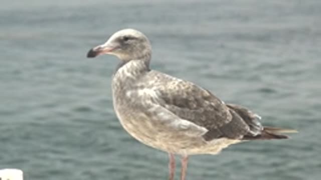 GUERRERO NEGRO BCS MEXICO-2022: Seagull Standing by Calm Ocean Water