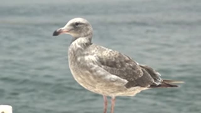 GUERRERO NEGRO BCS MEXICO-2022: Seagull Turning Head by the Water