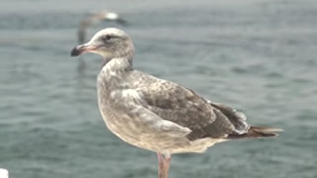 GUERRERO NEGRO BCS MEXICO-2022: Seagull Standing Near Ocean with Passing Birds