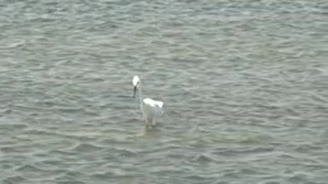 GUERRERO NEGRO BCS MEXICO-2022: White Egret Foraging in Shallow Water