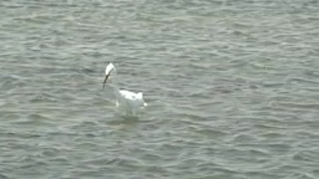 GUERRERO NEGRO BCS MEXICO-2022: White Heron Wading in Shallow Water