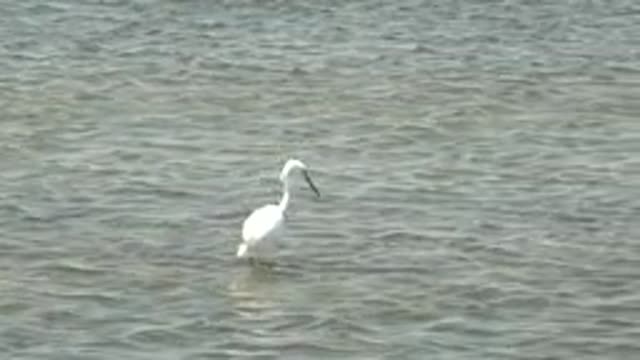 GUERRERO NEGRO BCS MEXICO-2022: White Bird Wading in Shallow Water