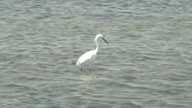GUERRERO NEGRO BCS MEXICO-2022: White Egret Wading in Shallow Water