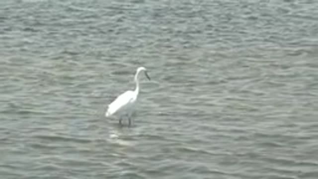 GUERRERO NEGRO BCS MEXICO-2022: White Egret Wading and Turning in Shallow Water