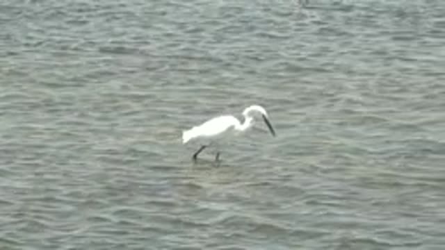 GUERRERO NEGRO BCS MEXICO-2022: White Heron Wading in Shallow Water